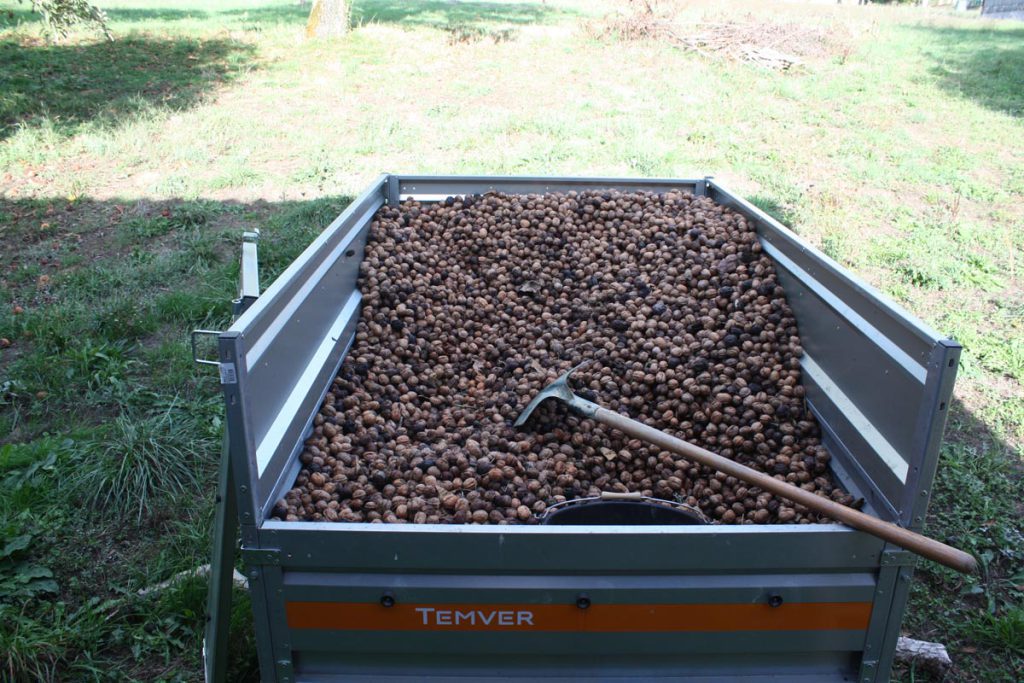 Récolte des noix dans le Lot - Périgord AOP