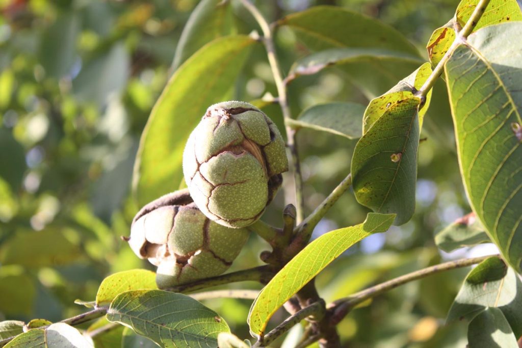 Noix du Lot dans l'arbre