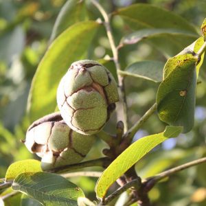 Noix du Lot dans l'arbre