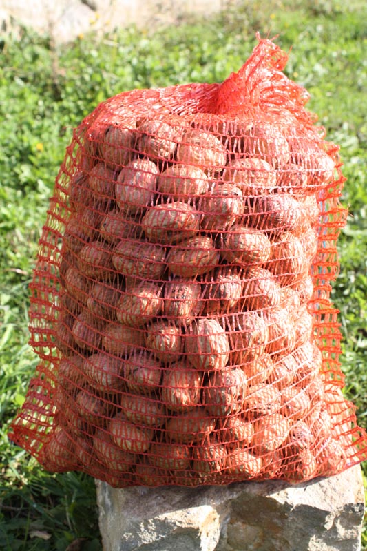 Filet de noix du Lot - AOP Périgord - 3,5Kg